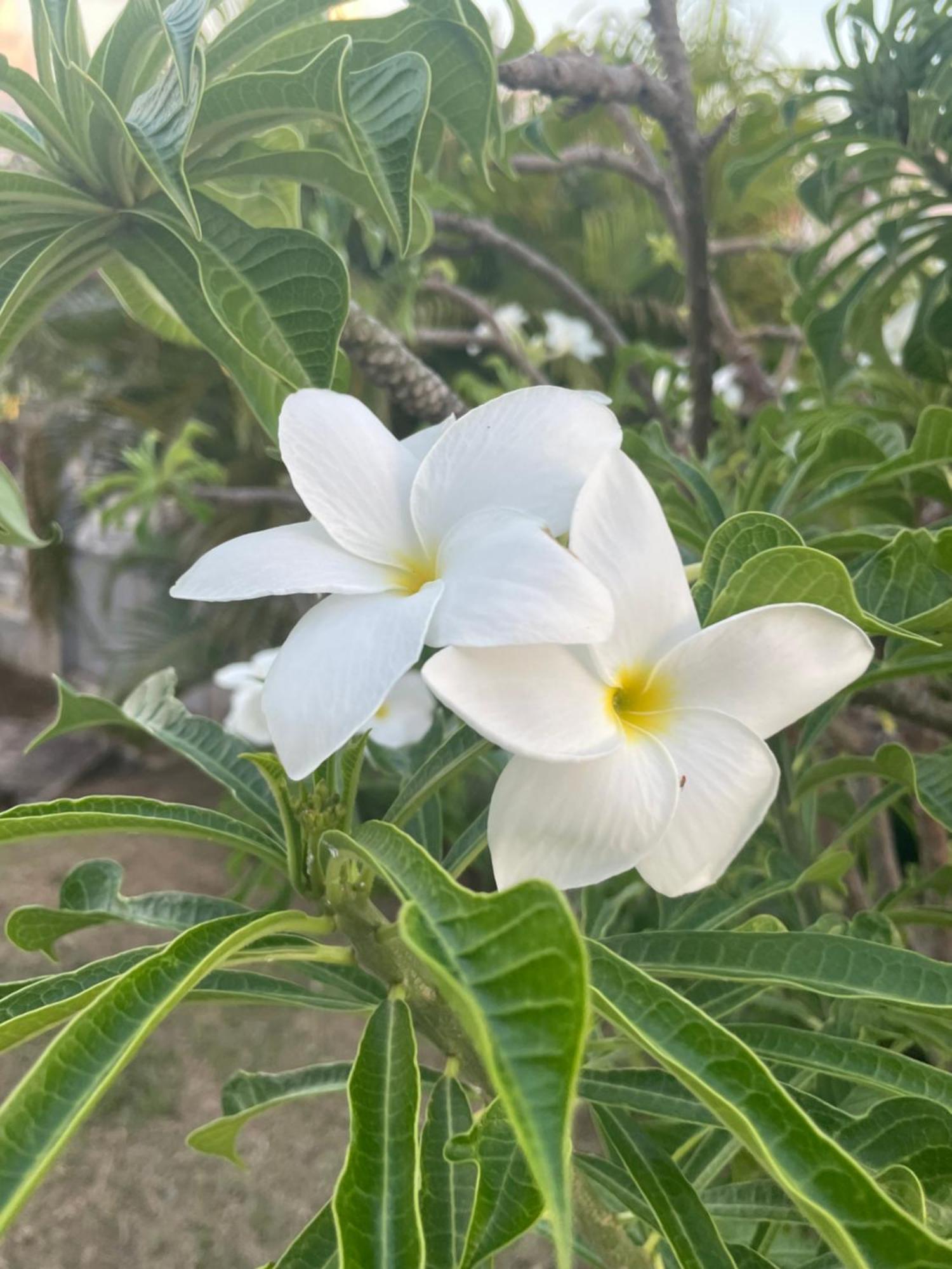 Villa Caraibes 상트루스 외부 사진